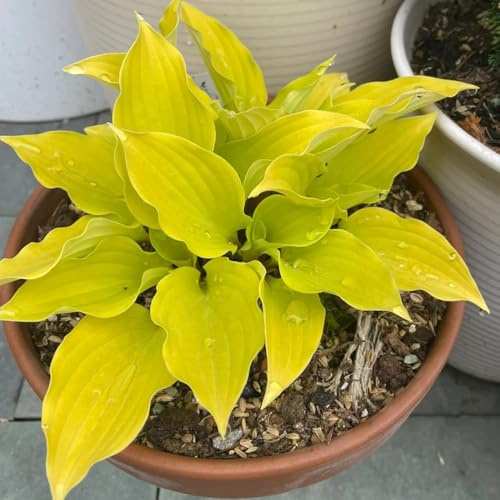 semi di hosta resistenti, esterno vecchie varietà perenni decorazione balcone 750pcs