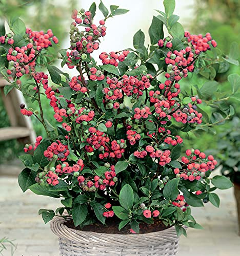 GARTEN SCHLÜTER® Heidelbeere 'Pink Lemonade' - Container | Pinke Blaubeeren Pflanze mit hohen Erträgen. Ein Heidelbeerstrauch mit süßen pinken Beeren.