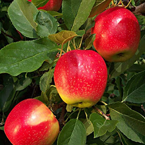 Dwarf Patio Gala Apple Fruit Tree 3-4ft Supplied in a 5 Litre Pot by DirectPlants