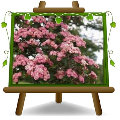 Rosa Banksiae Rosa Höhe max. 180 cm auf Topf 18 cm