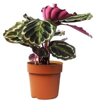 DECOALIVE Calathea Roseopicta Medallion Variedad de Color Espectacular Planta Viva