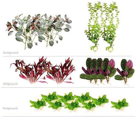 Floratica Super Mix Bundle 01 Live Aquarium Plants Tropical Fish Tank Shrimp Safe Snail Free