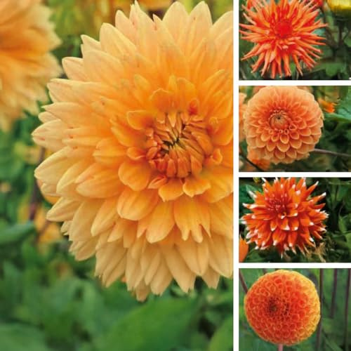 Bulbes (racines tubéreuses) de DAHLIA | Bulbes provenant des meilleurs producteurs néerlandais | Sélection et contrôle | Floraison garantie. (5 Dahlia Nuances de Orange - Floraison 100 jours)