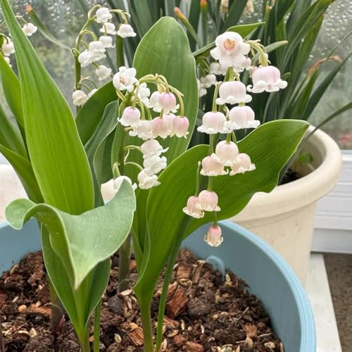 Bulbi di mughetto, perenni resistenti - esterno rare, giardino esotiche 5pcs