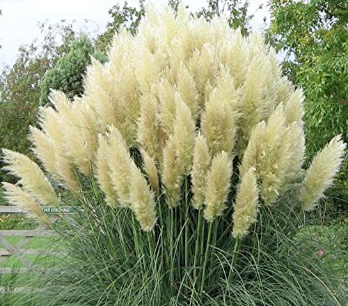 Stauden Gänge 3 x Cortaderia selloana 'White' im 1 Liter Topf (Ziergras/Gräser/Winterhart/Mehrjährig/Immergrün) Weißes Pampasgras - Majestätische, schneeweiße Federn für Ihren Garten