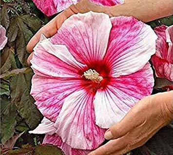 Lila: 100 PC-Hibiscus-Blumensamen Schöne Bonsai Riesen Hibiscus Seed Staudenblumensamen für Hausgarten-Topfpflanze Lila : Seeds Only