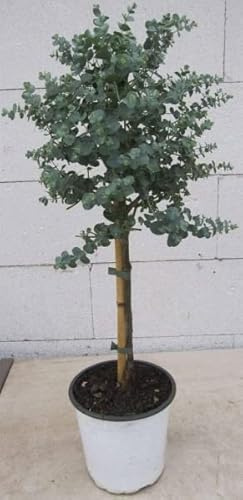 Eucalyptus gunnii Azura Stämmchen 60cm