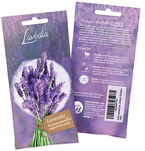 Lavendel Samen Winterhart : Lavendelsamen für ca. 100 duftende Lavendel Pflanzen – Lavendel Pflanze Samen, Mehrjährig – Bienen Blumen Samen – Lavendel Winterhart mehrjährig von Lavodia