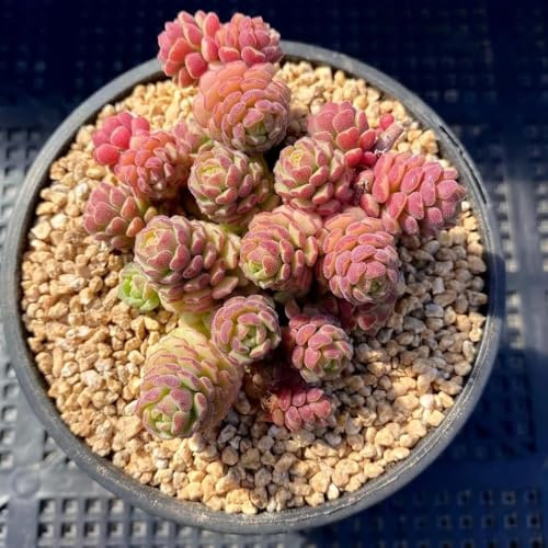 semillas de sedum - balcón exóticas de interior decoración 200pcs