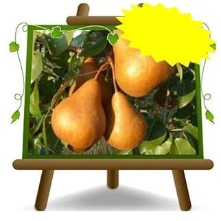 poirier poires Kaiser ou empereur Alexandre plante fruitière vieux sur un pot de 26 max 200 cm - 4 ans