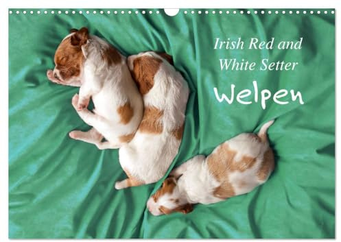 Irish Red and White Setter Welpen (Wandkalender 2026 DIN A3 quer), CALVENDO Monatskalender: Die ersten Wochen im Leben von drei Irish Red and White Setter Geschwistern. (CALVENDO Tiere)