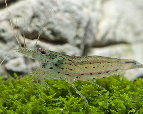 Garnelio - Amanogarnele - Caridina japonica - 5er Gruppe