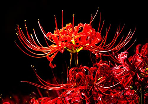 3 Heirloom Red Spider Lily (Lycoris Radiata) Bulbs, Fall Blooming Perennial