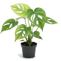 Monstera Deliciosa Natural DECOALIVE - Planta de Interior en Maceta 12 cm con Altura 40 cm