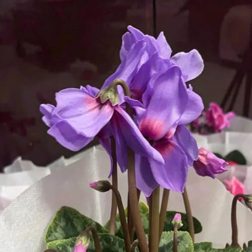 ciclamino Decorazioni giardino per esterni autunnali un resistente 420semi