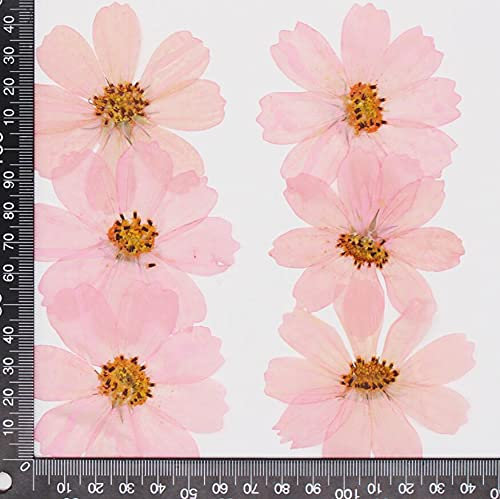 Crysdaralovebi 120 Stück 4-10 cm gepresste getrocknete Kosmos Blume Pflanze Herbarium für Schmuck Postkarten Einladungen Karten Telefonhüllen Lesezeichen Basteln (Rosa)