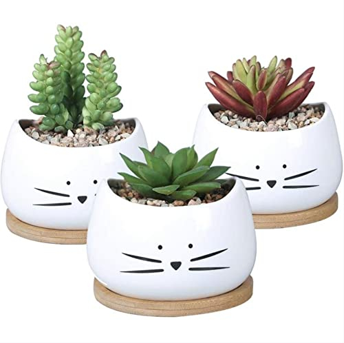 Juego de 3 macetas pequeñas de cactus gato + 3 tazas de madera, cubierta de maceta, jardinera, plantas grasas, cactus, planta verde, oficina de un colega, alféizar de ventana exterior e interior