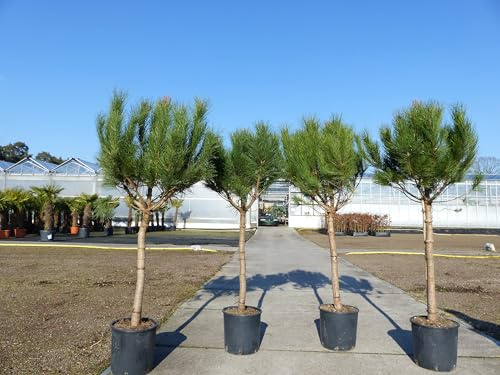 gruenwaren jakubik Pinus Pinea Mittelmeerkiefer 180 cm Pinie Kiefer Stamm Premium XL Stamm, winterhart