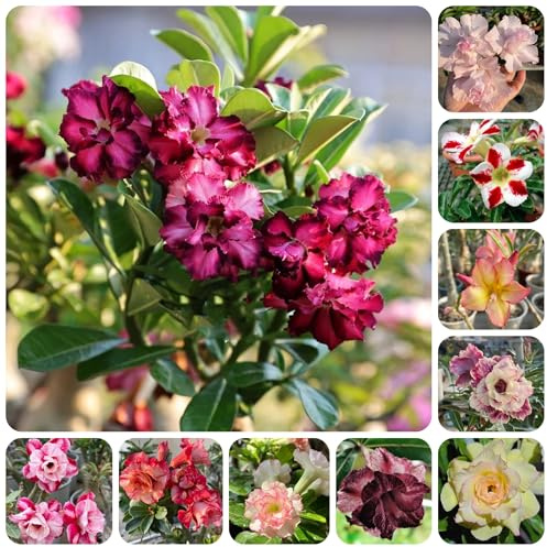 mezcla de semillas de rosa del desierto, resistentes para el jardín de rosa del desierto raras, decoración de sala de estar, decorativas 15pcs