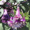 Portal Cool Seeds Package: 03: 100X Prpura Brugmansia Seas Ãngeles Trompetas Flor Jardn a Sea Ok1