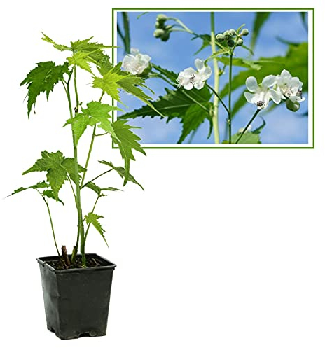 Sidapflanze, Virginiamalve: bot. Sida heramphrodita, Bienenweide & Energie-Pflanze, Bienen-Futter-Pflanze, langblühend (5, 9-cm-Topf)