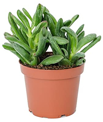 DECOALIVE Planta Suculenta Crassula Ovata Hobbit o Gollum Planta Natural de Interior y Exterior, 8436601570482