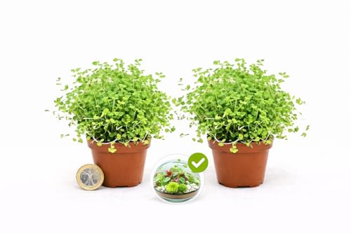 POWERS TO FLOWERS - HELXINE SOLEIROLIA VERDE MINI IDEALE PER TERRARIUM, 2 PIANTE, VASO 5,5CM DIAMETRO, piante vere