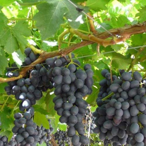 Vivai le Georgiche - Pianta vera di Uva da tavola nera Black Magic Vitis vinifera 'Black Magic' - vaso Ø 12 cm - altezza alla vendita 30-40 cm