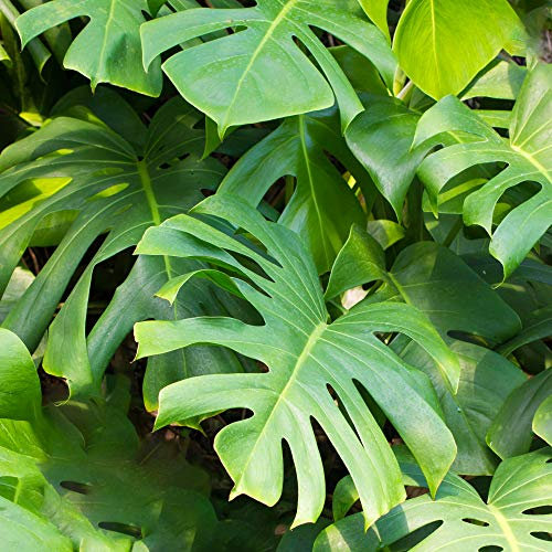 Indoor 40-50cm Potted | Monstera Deliciosa Swiss Cheese Plant