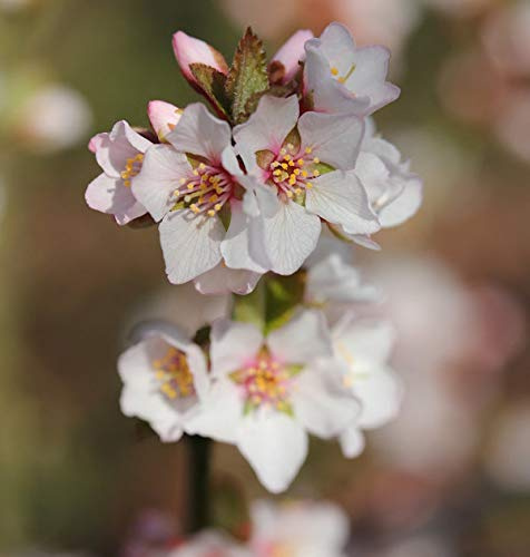 Filzkirsche Orient 40-60cm - Prunus tomemtosa - lebende Gartenpflanze aus den Baumschulen
