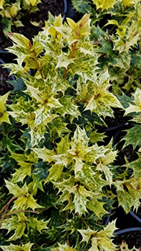 Osmanthus heterophyllus 'Tricolor' / Osmanthe à feuilles de houx Tricolore/Conteneur de 3 à 4 litres