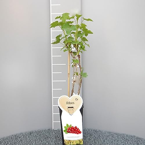 SAVINI VIVAI Planta temprana de grosella roja, plantas de bayas Jonkheer Van Tets, árbol en maceta, 11 x 11 cm altura 50 cm