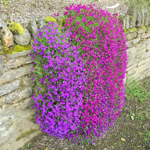 Rock Cress Cascade Purple - 300 Seeds + freebie + Plant tag (Aubrieta cultorum hybrida)