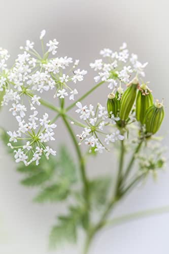 Just Seed Herb - Sweet Cicely - Myrrhis odorata - 5 Seeds
