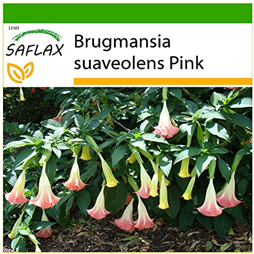 SAFLAX - Engelstrompete/Pink - 10 Samen - Mit keimfreiem Anzuchtsubstrat - Brugmansia suaveolens Pink