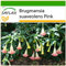 SAFLAX - Trompette des anges rose - 10 graines - Avec substrat - Brugmansia suaveolens Pink