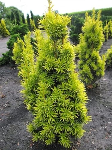 Taxus baccata fastigiata aureomarginata - gelbe Säuleneibe