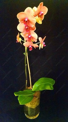 50 Stück Mini-Semi-Orchidee, Mini-Bonsai-Fiore-Phalaenopsis-Orchidee, Rari-Semi-Di-Phalaenopsis-dei-Fiori für Möbel, Casa da Giardino 1