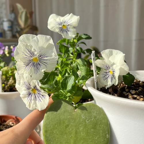 Semi di viola del pensiero, regali per gli amanti del giardino Le perenni sono semi di 30pcs