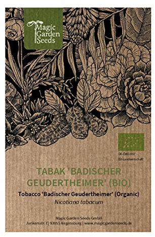 Tabaco 'Badischer Geudertheimer' (Nicotiana tabacum) orgánico - aprox. 600 semillas