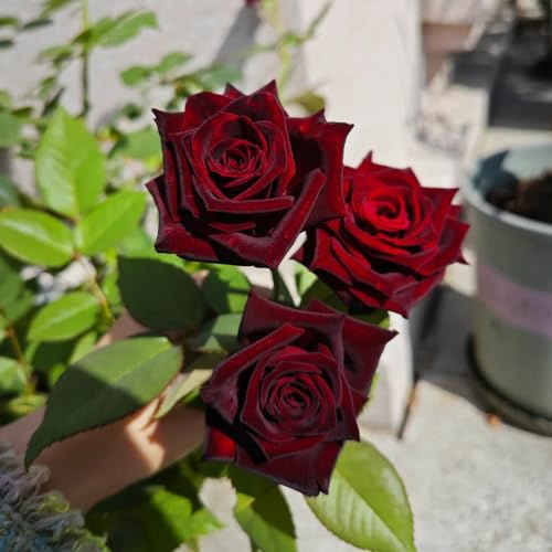 rosenbaum winterhart - hochbeete für garten exotische zimmerpflanzen blumensamen bodendecker winterhart mehrjährig gartendeko für draußen indoor gewächshaus balkon blumengarten 30samen