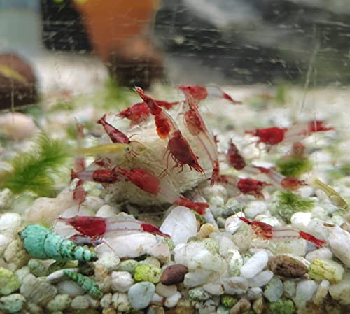 Aquaristik-Erfurt : Garnelen -Set Neocaridina davidi - Red Rili Zwerggarnele 10 Garnelen