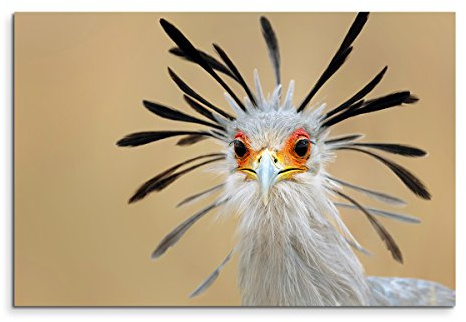 Sinus Art Wandbild 120x80cm Tierfotografie – Afrikanischer Sekretär Vogel im Porträt