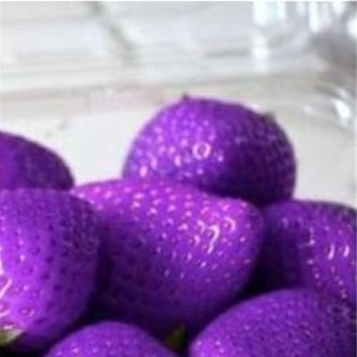Luojuny Graines de Fraises, 100 pièces graines de Fraises sucrées Multicolores Maison Jardin Ferme Plantation de Plantes fruitières Pourpre Graines de Fraise