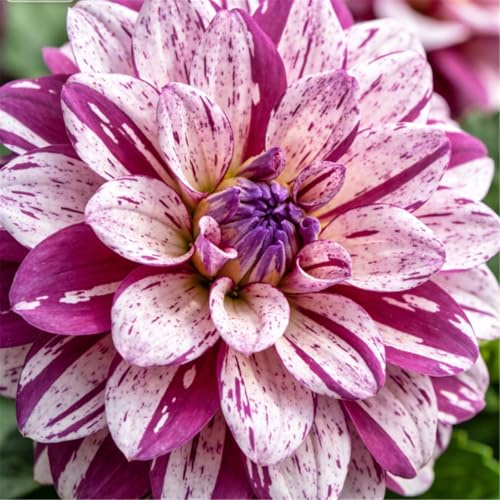 Dalia per aiuole da giardino/Colori vivaci, Perenne/Ottimo effetto se piantata in massa-4bulbi-J