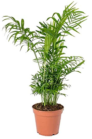 Chamaedorea Elegans DECOALIVE Palmera de Salón Camadorea Palmera de Interior Planta Natural,