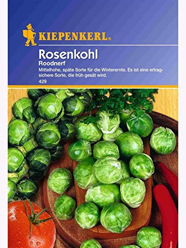 Rosenkohl Roodnerf spät
