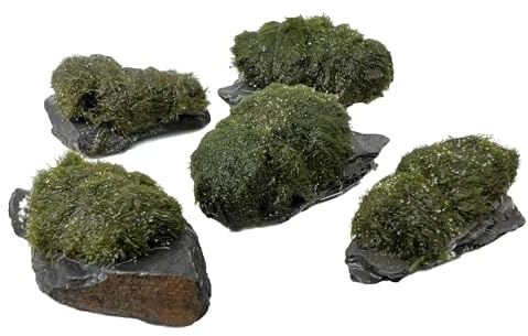Aqua Essentials Moss On Slate Rock for planted aquariums