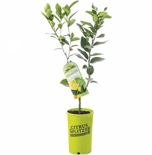 Citrus Aurantiifolia: El Árbol Frutal de la Lima Auténtica
