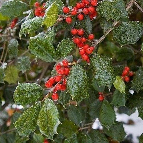 20 Semi di agrifoglio semi americana (Ilex opaca)